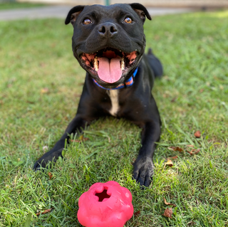 Tough Pink Dog Chew Toys for this boy!