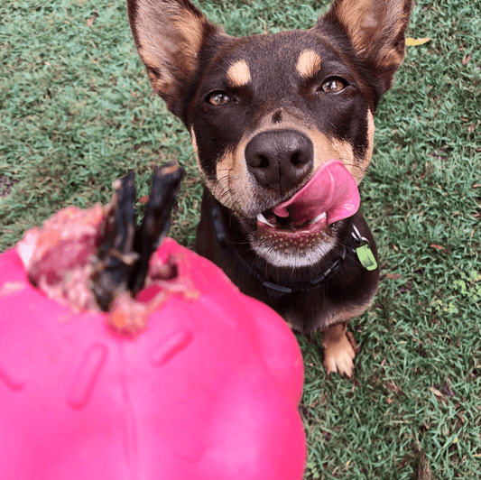 Enrichment Dog Chew Toy the Cupcake from Rover Pet Products and Sodapup Dog Toys