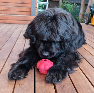 Pink Cupcake Enrichment Dog Toy from Sodapup Dog Toys