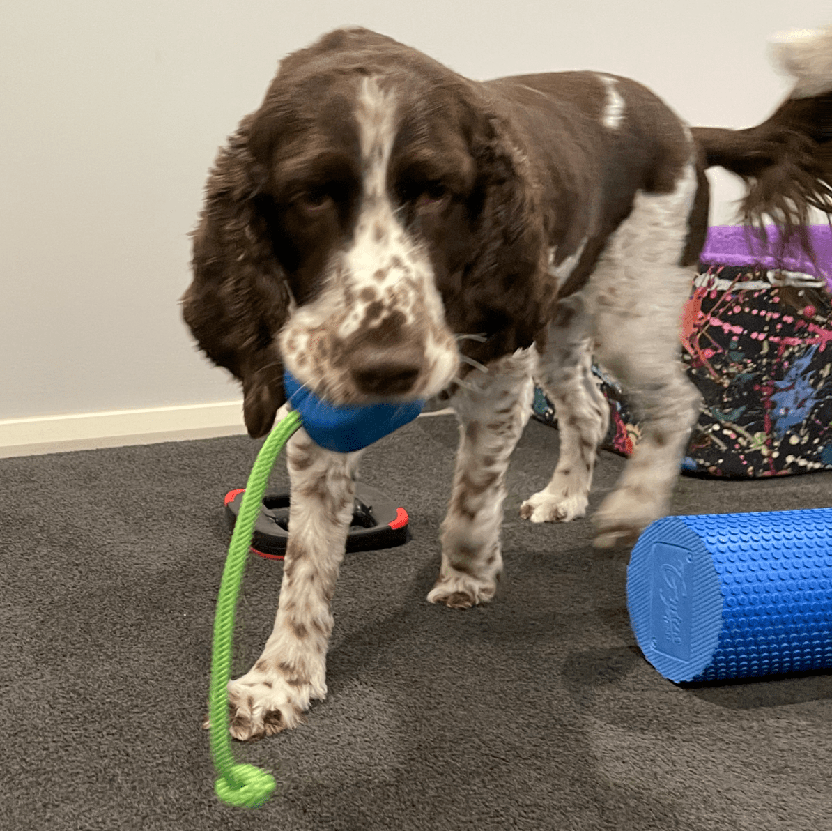 Fetch, tug and play with the Computer Mouse Dog Toy from Rover Pet Products