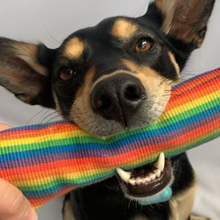 Rainbow Firehose Tug Toy from Rover Pet Products and American Dog