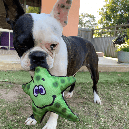 Stanley Starfish Soft Toy from Rover Pet Products and American Dog