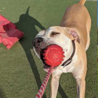 Stars & Stripes Ball Reward Toy