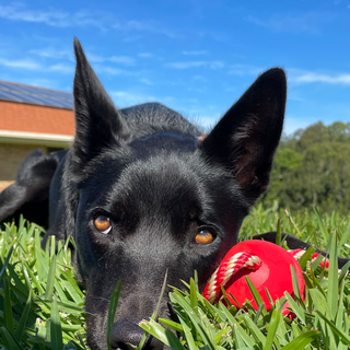 Tough Stars and stripes reward toy from Sodapup Dog toYS