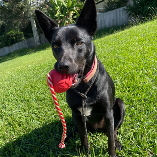 Stars and stripes chew and reward retrieval dog toy