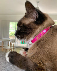 Cat Collars