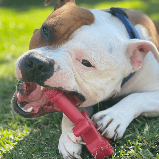 Nylon Key Dog Toy - for the toughest chewing dogs