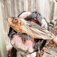 Catch Of The Day - Small Oily Fish