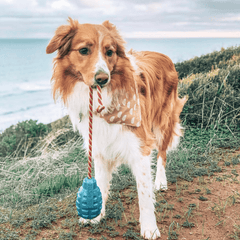 Blue Grenade Reward Chew Toy from Rover Pet Products