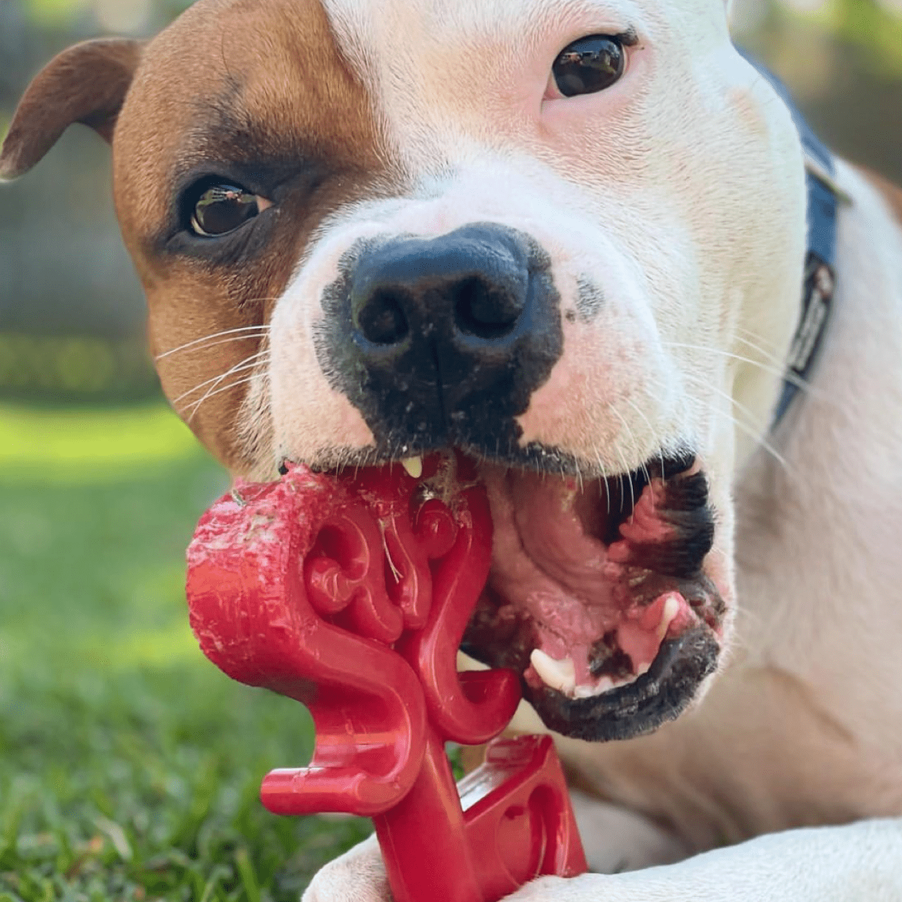 Nylon Key To My Heart - for power chewer dogs - a mega tough dog toy