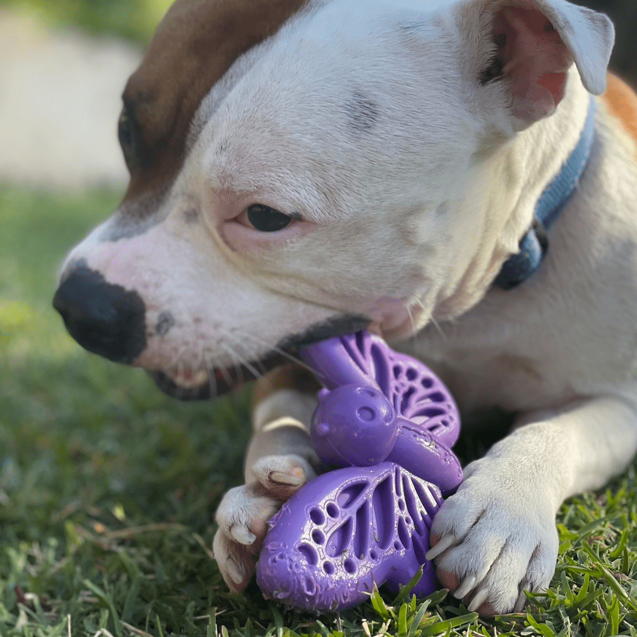 Powerful And Strong - the Nylon Butterfly Stands Up To Power Chewers